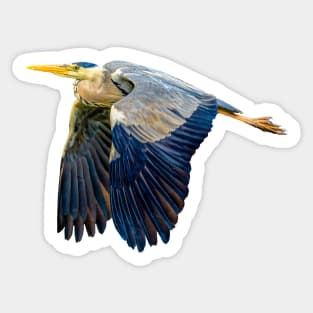 Flying Heron Sticker